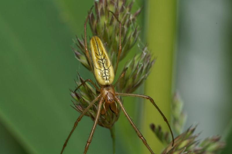 Tetragnatha_extensa_D6130_Z_89_Les Gris_Frankrijk.jpg